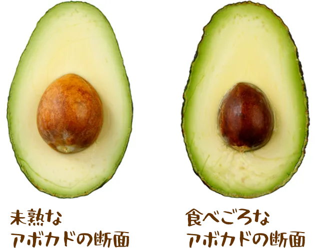 未熟なアボカドの断面 食べごろなアボカドの断面